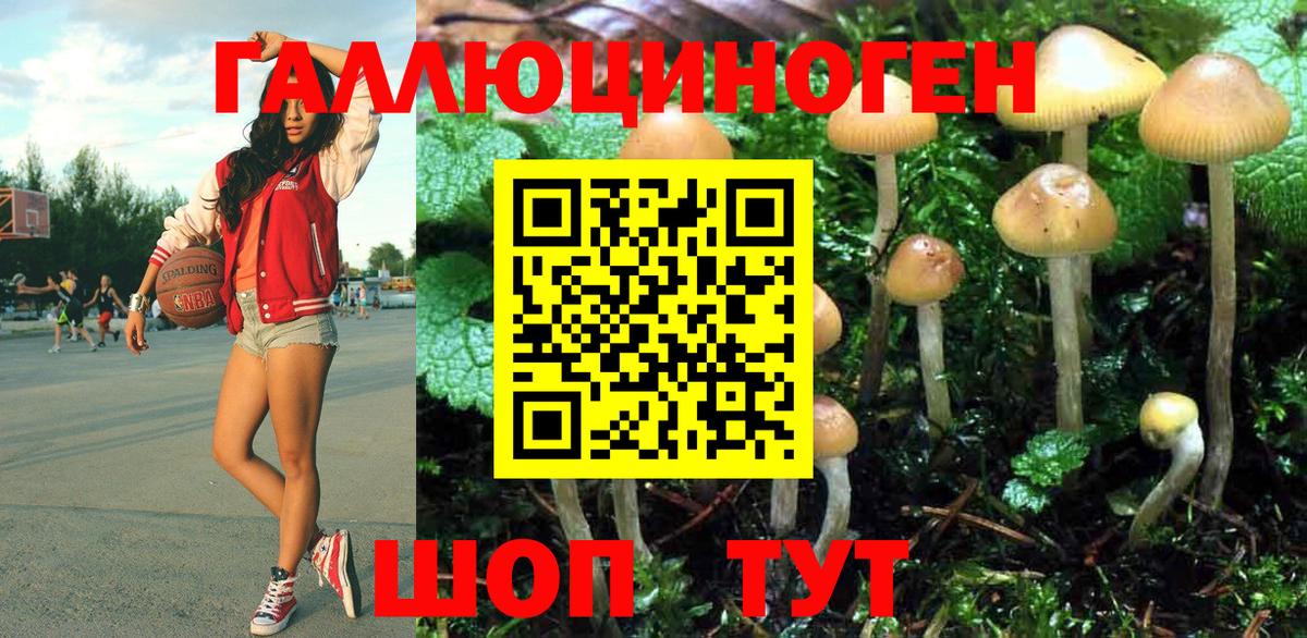 Псилоцибиновые грибы Psilocybe Абинск