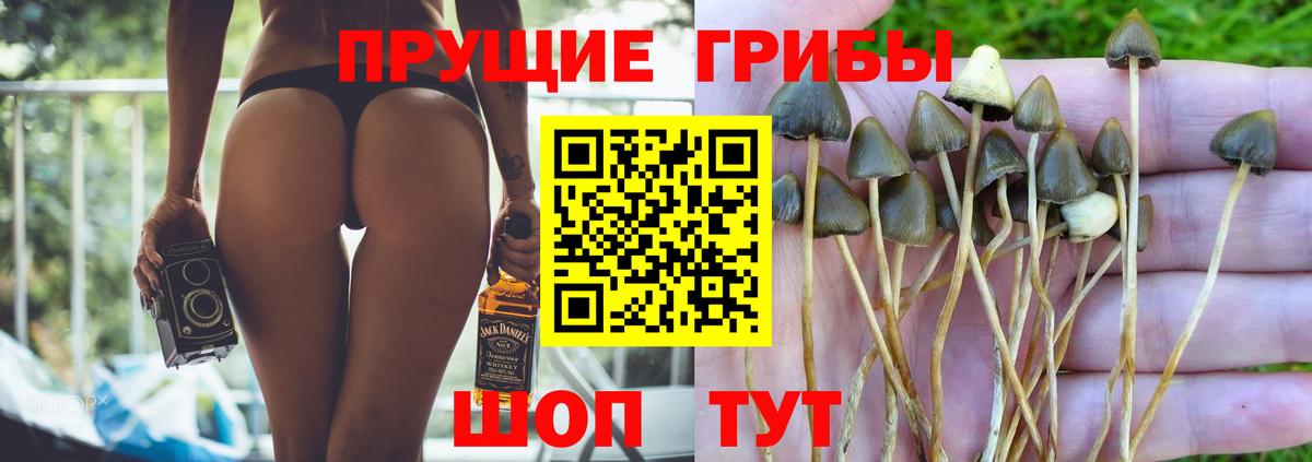 Псилоцибиновые грибы Psilocybe  Вход с VPN  хочу   Абинск 